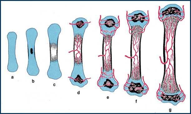 Adulto Superfici articolari nelle articolazioni sinoviali Cartilagini costali Cartilagini di naso, laringe,
