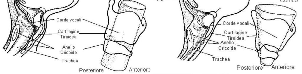 PBLS- ANATOMIA E FISIOLOGIA