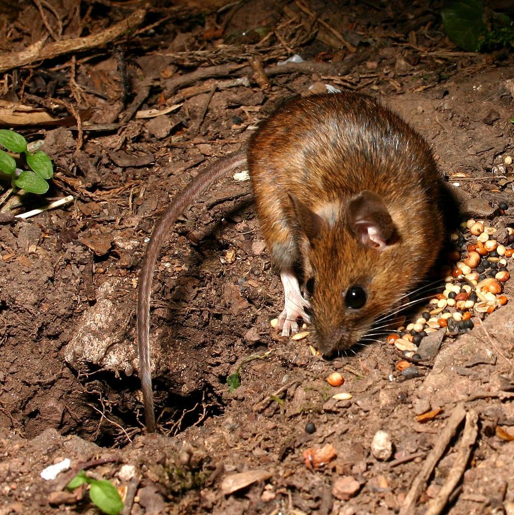 Obiettivo - check list delle specie di micromammiferi presenti nel Parco La comunità di micromammiferi come uno degli anelli