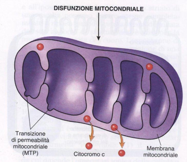 Via intrinseca (mitocondrio) La funzione mitocondriale può essere influenzata in due modi: - Provocando una transizione di permeabilità mitocondriale (MPT): apertura di pori nella membrana