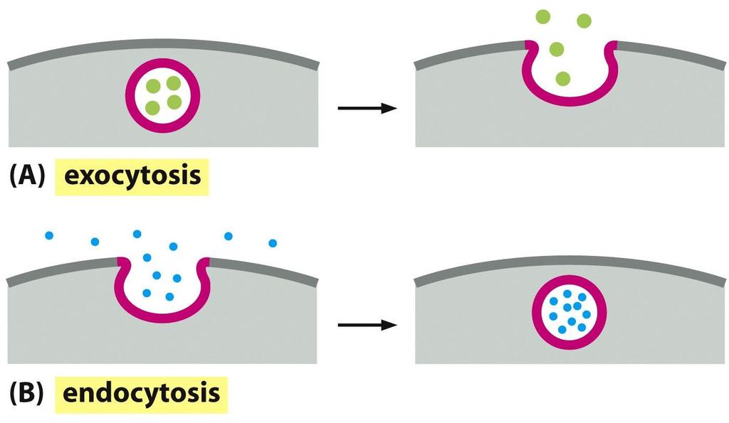 ENDOCITOSI: