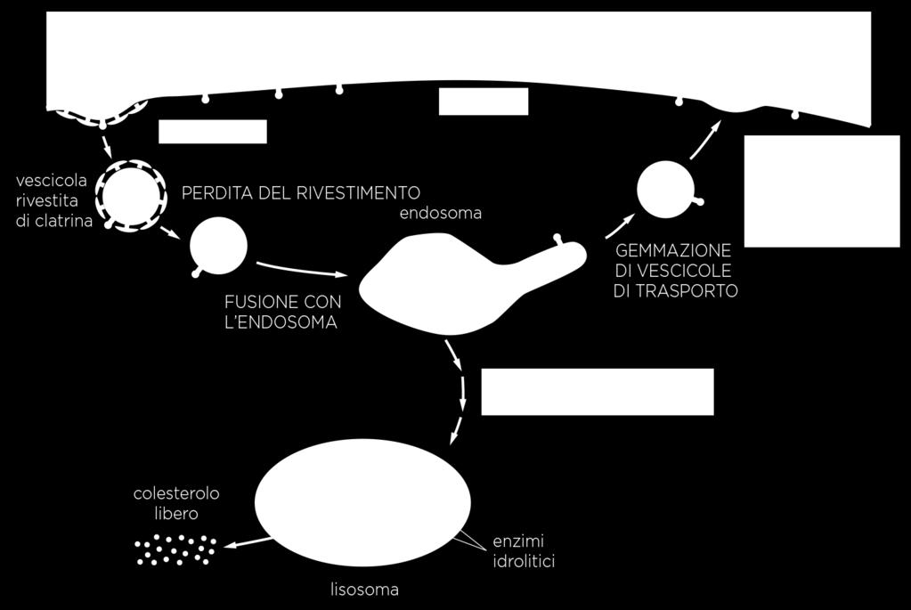 endocitosi mediata da recettore endosoma precoce o di smistamento