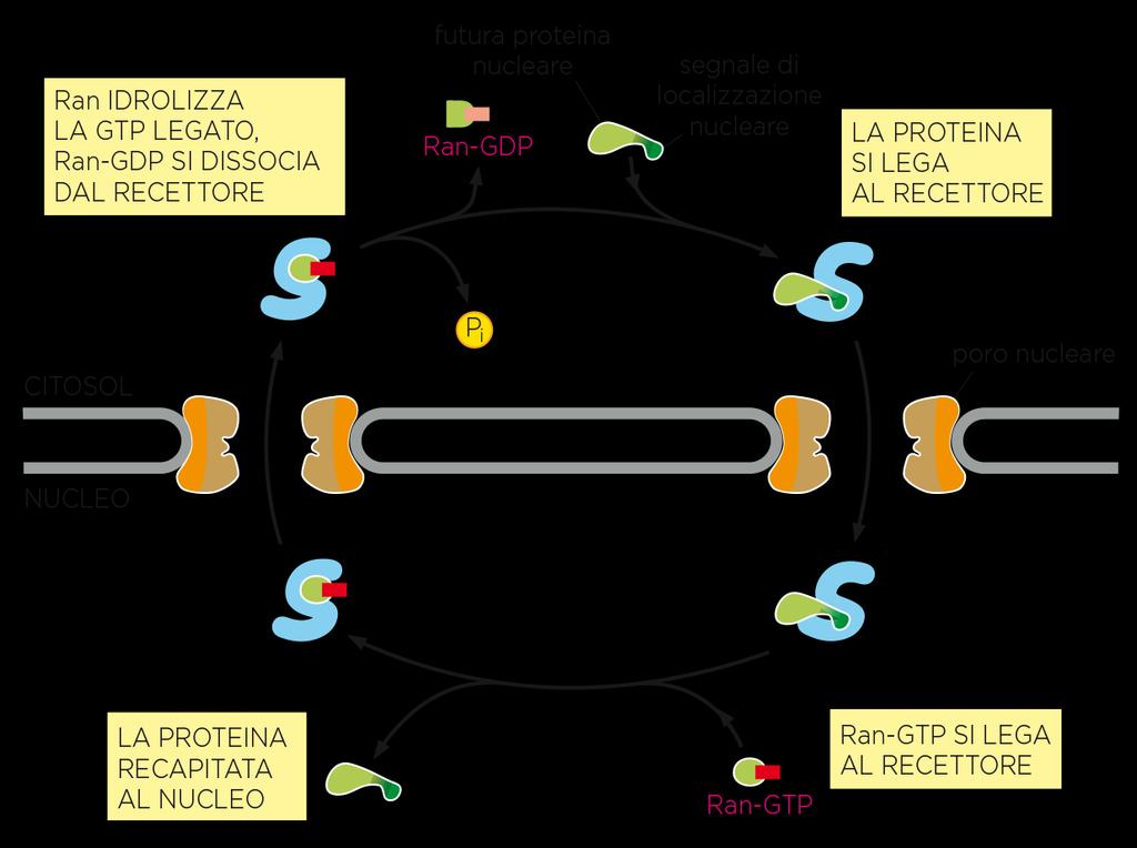 sequenza segnale, recettore per tale sequenza, passaggio dai pori,