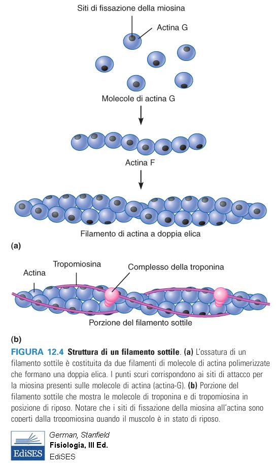 Assemblaggio dei filamenti sottili nelle miofibrille I monomeri di actina G (globulare) sono legati come perle in una collana a formare strutture filamentose dette actina F (proteina fibrosa).