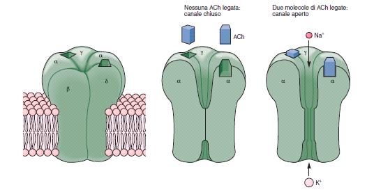 Il legame dell ACh al recettore induce una depolarizzazione della membrana (genesi di un potenziale