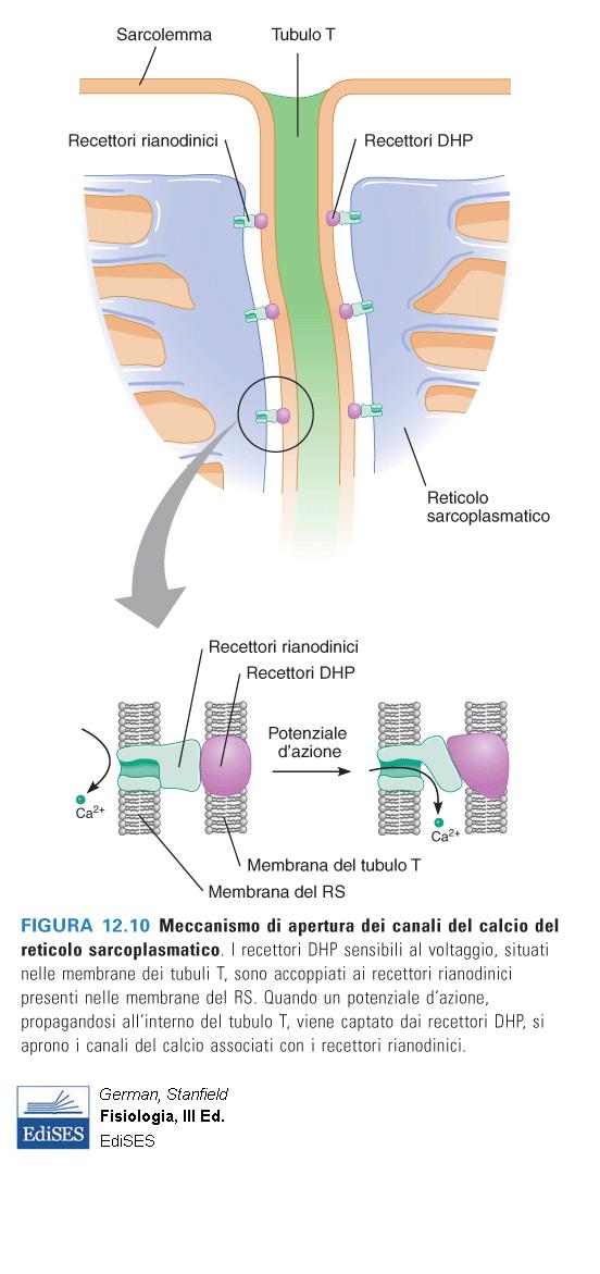 Il segnale elettrico che determina la fuoriuscita del Ca 2+ dal RS è localizzato nella membrana del tubulo T, e non nella membrana del RS stesso.