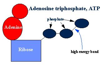 Adenosintrifosfato (ATP) Fosfato Adenina Ribosio Legame ricco d energia La contrazione del muscolo scheletrico