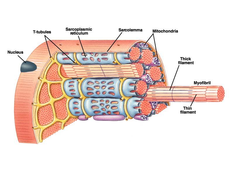 Fibra (cellula) muscolare Tubuli T Reticolo sarcoplasmatico Sarcolemma Mitocondri Nucleo Filamento spesso Filamento sottile Miofibrilla RS e