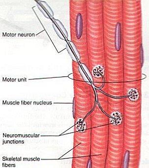 Unità motoria: gruppo di fibre innervate da un solo motoneurone Unità motoria: è l unità fondamentale della contrazione nel muscolo scheletrico Fibre dello stesso tipo.
