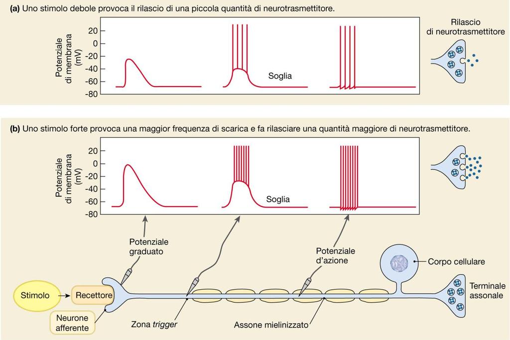 All aumentare dell intensità del potenziale graduato aumenta la frequenza di scarica dei potenziali d azione.