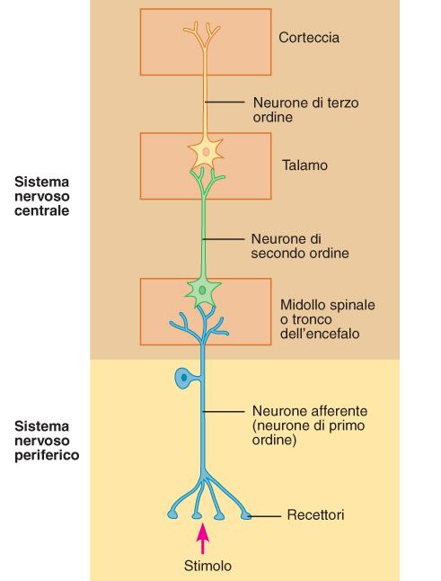 Un singolo neurone di primo ordine può comunicare con molti interneuroni causando nel SNC una