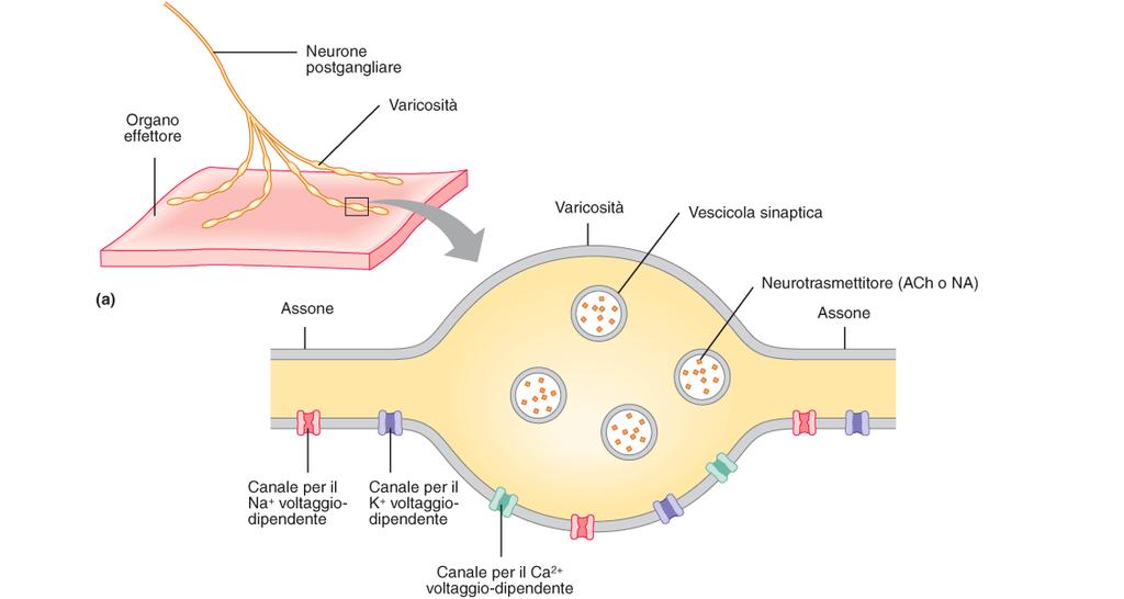 La sinapsi tra il neurone postgangliare autonomo e le