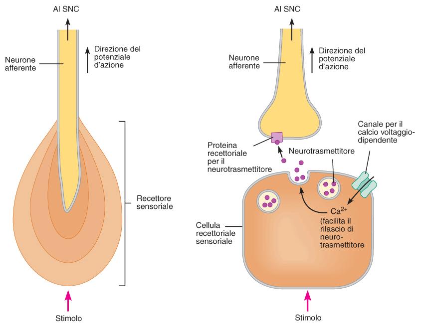 Recettore del I tipo: costituito direttamente dalla terminazione della fibra nervosa afferente.