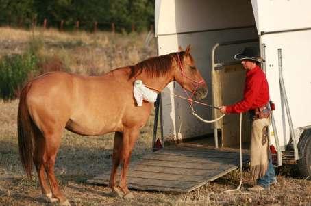Per imparare a muovere e controllare il tuo cavallo attraverso gli ostacoli, puoi far riferimento al DVD Concetti di Comunicazione Naturale di AsvaNara.