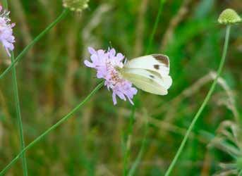 - Indicato per ottenere il massimo effetto di prato spontaneo dalla ricca e variegata fioritura. - Insuperabile rusticità e valore ecologico, associata ad un interessante risultato estetico.