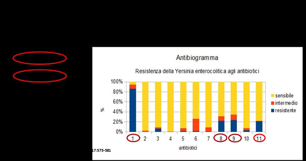 Yersinia