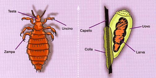 pidocchi adulti o uova (lendini). Il pidocchio del capo è un insetto che vive e si riproduce solo sulla testa dell uomo.