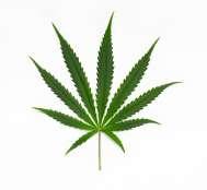 CANNABIS (CANAPA) un genere di piante angiosperme della famiglia delle Cannabaceae I preparati psicoattivi come l'hashish e la marijuana sono costituiti dalla resina e dalle infiorescenze.
