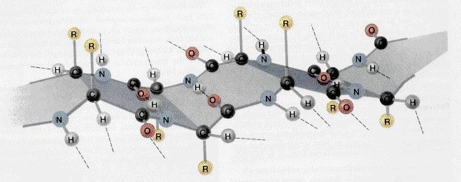 Struttura secondaria: descrive la conformazione locale dello scheletro carbonioso della catena polipeptidica.