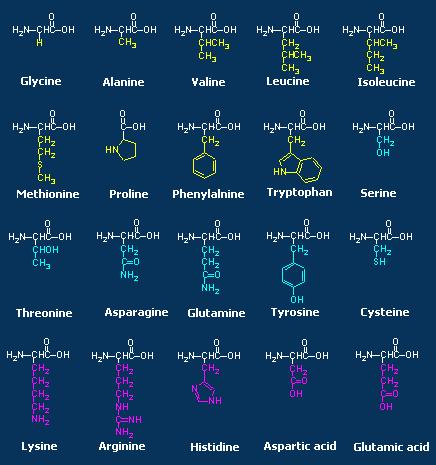 Altri aminoacidi naturali o derivati di essi Ornitina (ciclo dell Urea) Istamina (allergie) Acido γ-ammino butirrico Dopamina