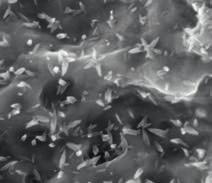 superficie macchinata²⁶ Le nanostrutture aumentano l area della superficie SLActive di oltre il 50 %²⁵ Aumento della superficie implantare