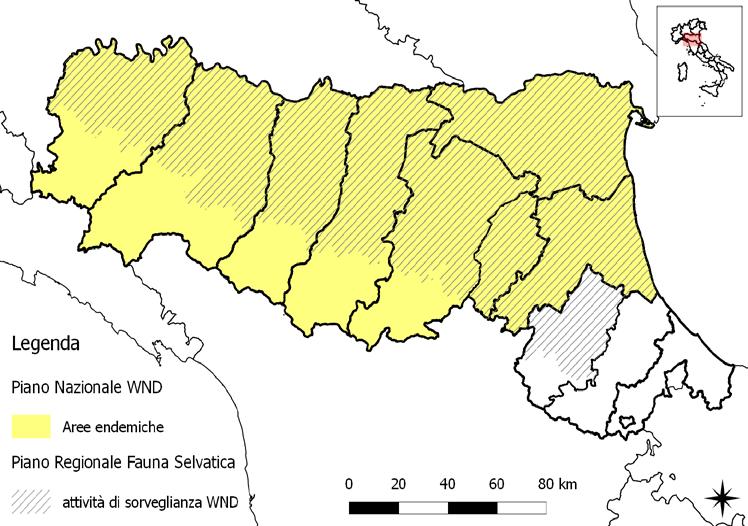 2.Sorveglianza sull avifauna selvatica Gli uccelli selvatici rappresentano il serbatoio dell infezione.