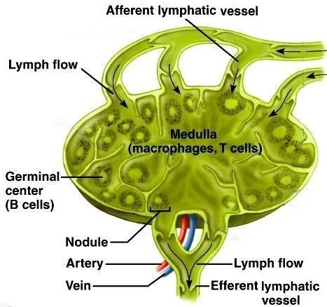 Il sistema linfatico è costituito, oltre che dai vasi linfatici nel cui interno scorre la linfa, anche da: noduli linfatici costituiti da tessuto connettivo e linfociti