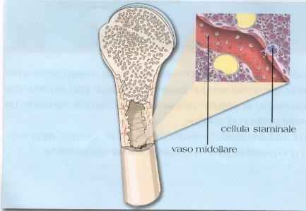 trovano? Nelle cavità delle ossa.