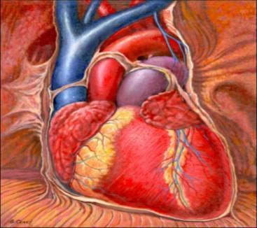 SISTEMA CIRCOLATORIO 9 Il cuore è avvolto da una membrana di tessuto connettivo, detta pericardio.