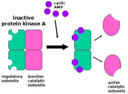 Traduzione e amplificazione del segnale: La protein chinasi A Le molecole generate dagli enzimi amplificatori