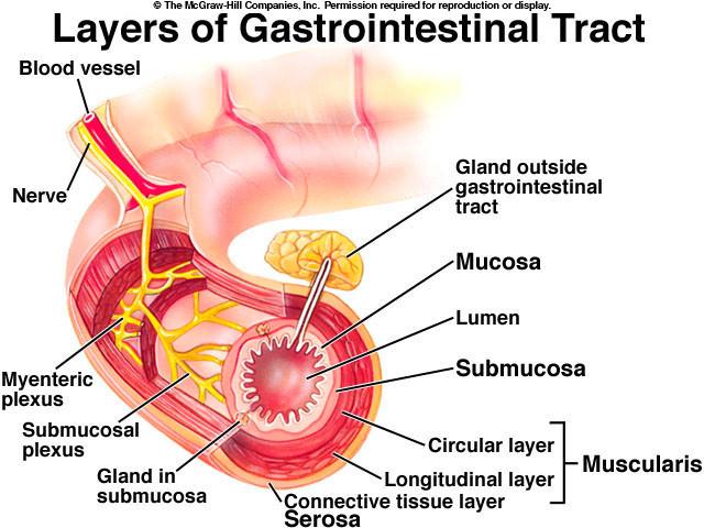 VASI SANGUINEI Struttura della parete intestinale NERVI GHIANDOLE ACCESSORIE MUCOSA LUME PLESSO MIENTERICO