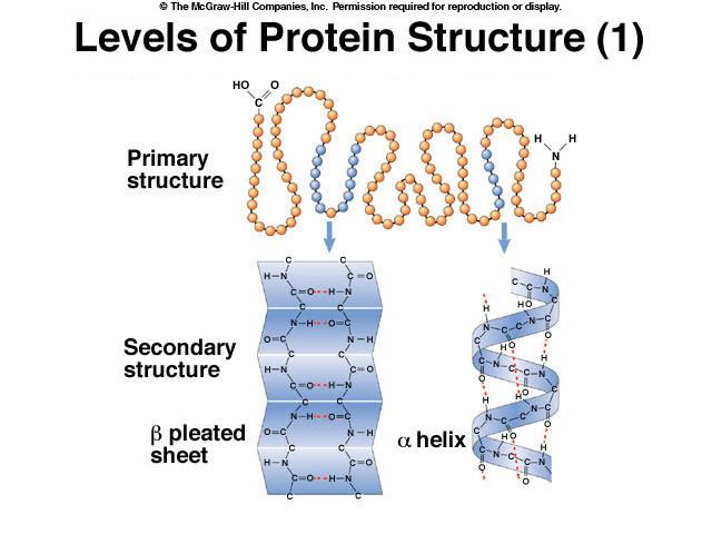 Proteine Composte da 21 aminoacidi, di cui 9 essenziali.