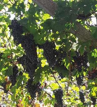 Se l uva viene conferita da terzi verificare la conformità della materia prima La presenze di muffe può compromettere la qualità del prodotto vinoso- Il mancato rispetto del periodo