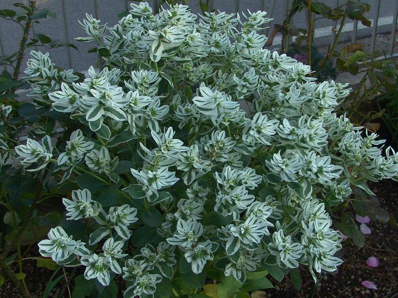 Euphorbia davidii S.