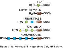 Un sottogruppo di proteine è risultato specialmente mobile durante l evoluzione: Questi moduli sono di solito più piccoli (40 200 amino acids) di un dominio tipico e sembrano essere strutture