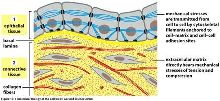 locale cellula matrice (2) La proteolisi della matrice in situazioni normali e patologiche induce varchi che facilitano la migrazione cellulare e provoca il rilascio in soluzione nel liquido
