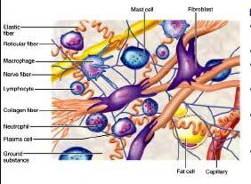 Matrice Extracellulare Materiale acellulare che circonda le cellule Struttura della MEC: Fibre: collageno ed elastina, che forniscono resistenza e flessibilità Proteoglicani: complessi