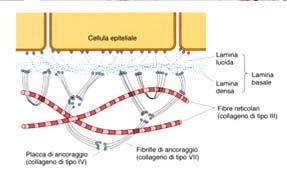 eritrociti) Riempie gli spazi tra le cellule Collega tra di loro cellule e tessuti.