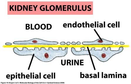 laminari delle membrane basali, la matrice viscosa dell umor vitreo e la matrice interstiziale del derma e delle capsule intorno agli organi.