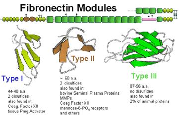 diverse varianti di splicing). Sono molto studiate anche le trombospondine e le tenascine. Glicoproteine (Introd.