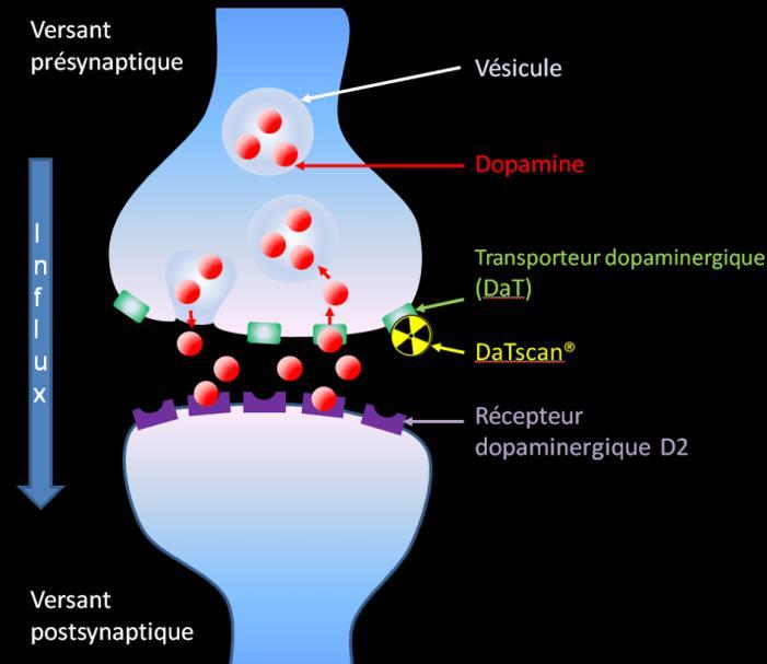 recettori dopaminergici a livello nigro-striatale