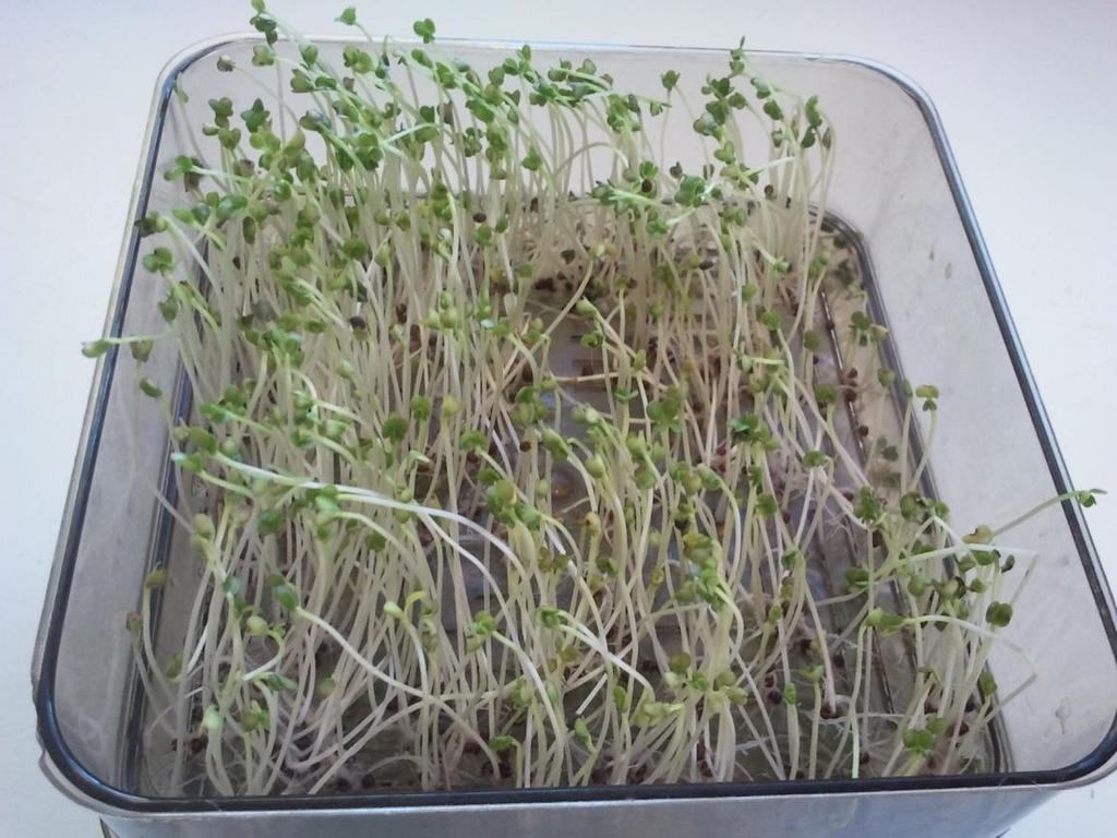 microgreens: cosa sono