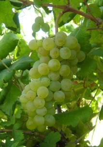 A Sant Agnese, poi, nella campagna del dott. Aggazzotti trova tra le uve bianche la Terbiana comune, la Terbiana di Spagna, la Malvasia oliva, la Malvasia rotonda.