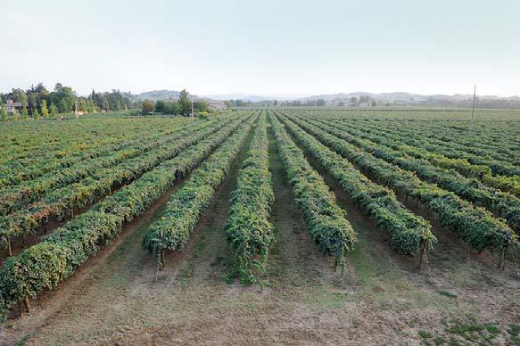 Tenuta Belvedere E situata in una delle zone più vocate per la produzione di Grasparossa nel Comune di Spilamberto, importante centro agricolo di Modena.