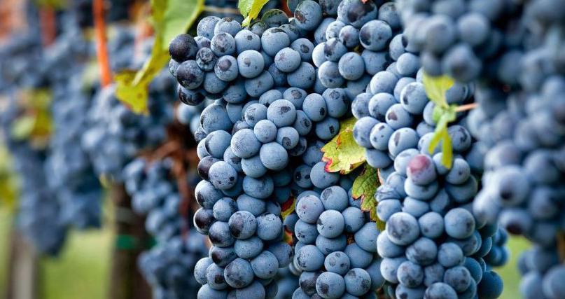 Fino a gli anni settanta Montalcino non era mai salito all onore delle cronache e non era contornato dal quel fascino che invece oggi lo contraddistingue.