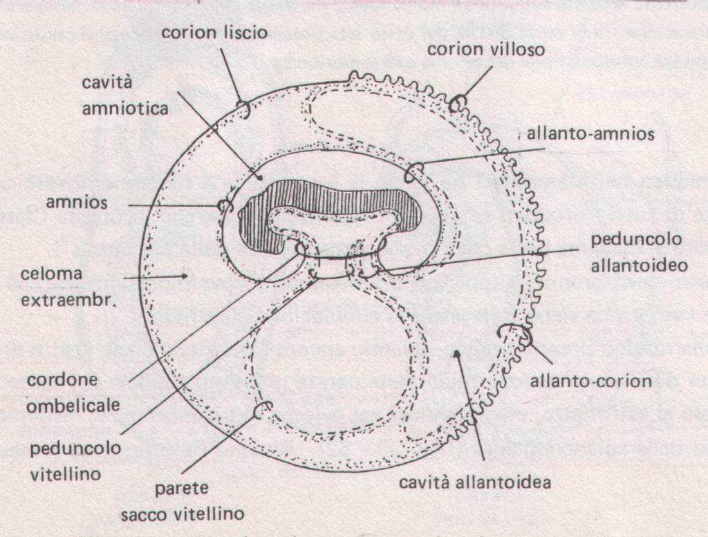 La placenta è un annesso embrionale tipico dei Mammiferi vivipari: Marsupiali o Metateri Placentati o