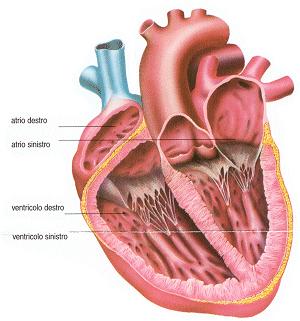 sistema cardiocircolatorio grazie al sistema cardiocircolatorio il nostro sangue circola in tutto il corpo, il sistema è formato da: - cuore - sangue - arterie, vene e capillari svolge funzioni di: -