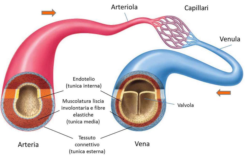 vasi sanguigni le arterie hanno pareti muscolari robuste ed elastiche, trasportano sangue arterioso (ricco di ossigeno) dal cuore alla periferia le vene hanno pareti muscolari sottili, trasportano