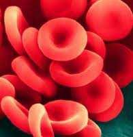 piastrine detti trombociti importanti nella coagulazione del sangue, infatti quando un vaso sanguigno si rompe le piastrine intervengono formando una fitta ragnatela di filamenti detta fibrina che