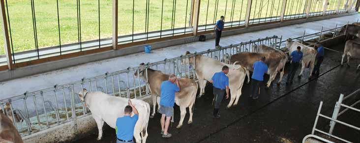 Info DLC: retrospettiva e prospettiva STEFAN HODEL, Braunvieh Schweiz La stagione di descrizione è durata da fine agosto 2013 a metà luglio 2014. Gli esperti hanno descritto oltre 37 000 animali.